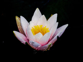 Close-up of water lily blooming against black background