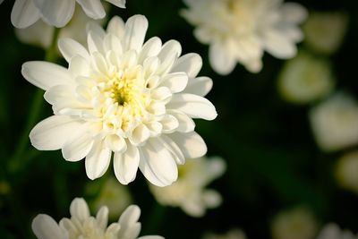 Close-up of white flowering plant