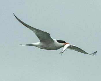 Low angle view of seagull flying in sky