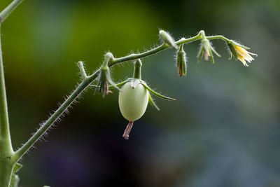 Close-up of flowering plant