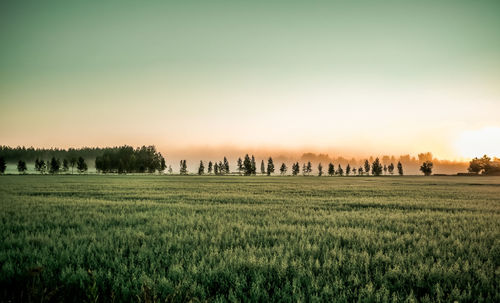 Scenic view of field against sky during sunset