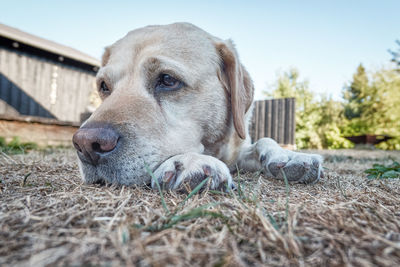 Close-up of a dog looking away on field