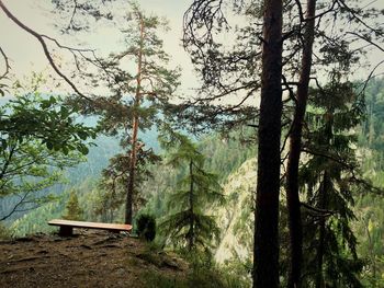 Trees in forest