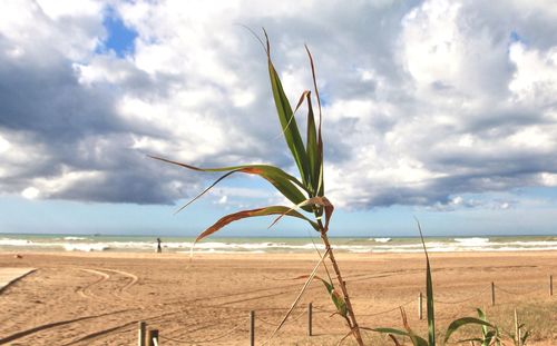 Scenic view of beach against sky