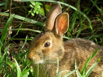 Close-up of rabbit on field