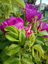 Close-up of pink flowering plant