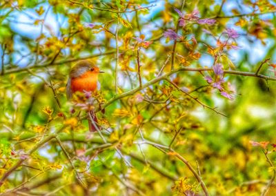 Low angle view of fruits on tree