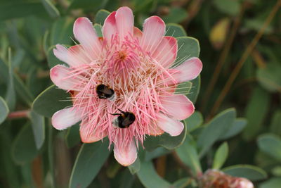 Close-up of insect on pink flower