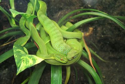 High angle view of green lizard