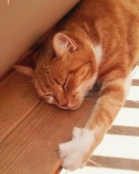 High angle view of cat sleeping on floor