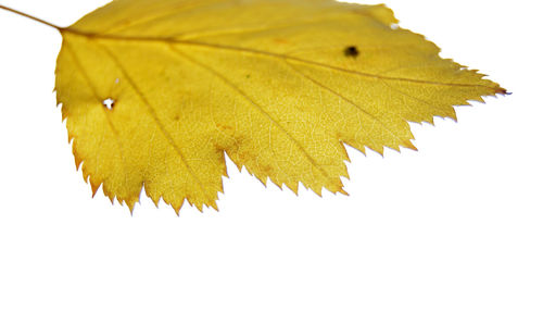 Close-up of maple leaf against white background