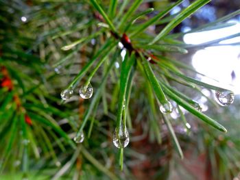 Close-up of water drops on leaf