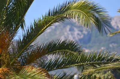 Low angle view of palm tree against sky