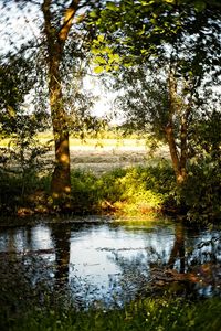 Scenic view of lake in forest against sky