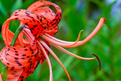 Close-up of red flowering plant