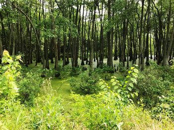 View of bamboo trees in forest