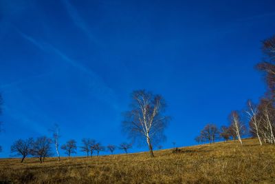 Trees on field against blue sky