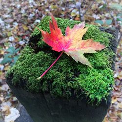 Close-up of maple leaves