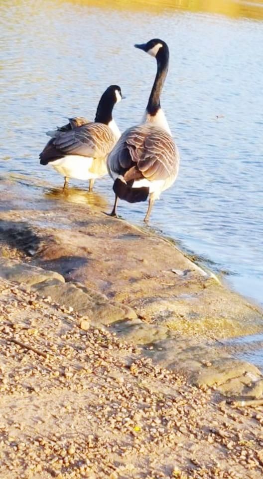 DUCKS ON SHORE