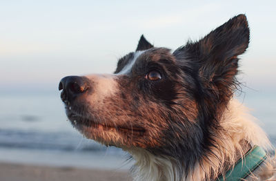 Close-up of dog looking away