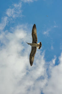 Low angle view of seagull flying against sky