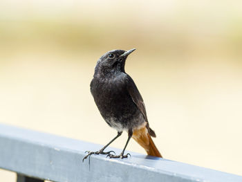 Close-up of bird perching outdoors