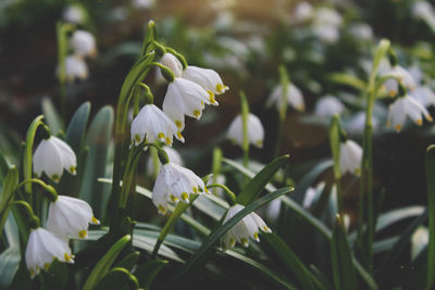 Close-up of white flowering plant