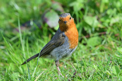 Portrait of a robin on the grass