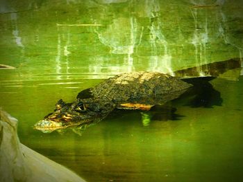 Close-up of turtle in water