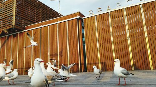 Seagull flying over built structure