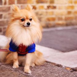 Pomeranian on footpath looking away