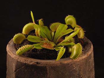 Close-up of potted venus flytrap against black background