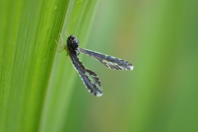 Close-up of insect on leaf