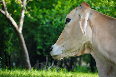 Close-up of horse standing on field