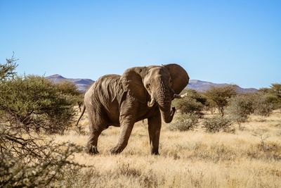 Elephant walking on field against clear blue sky