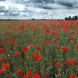 Red poppies on field against sky