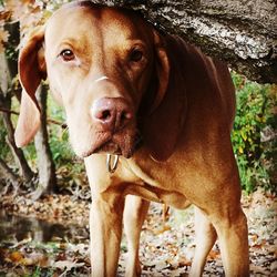 Close-up portrait of dog standing outdoors