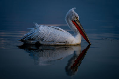 Close-up of pelican on lake