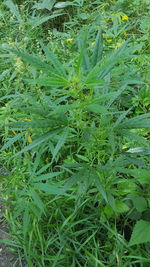 Full frame shot of plants on field