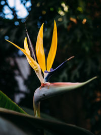 Close-up of leaves