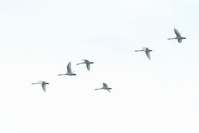 Low angle view of birds flying against clear sky