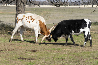 Horses in a field