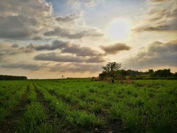 Scenic view of field against sky during sunset