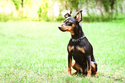 Dog looking away on field