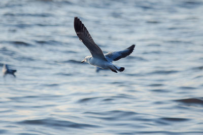 Seagull flying over sea