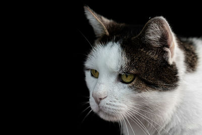 Close-up of a cat looking away