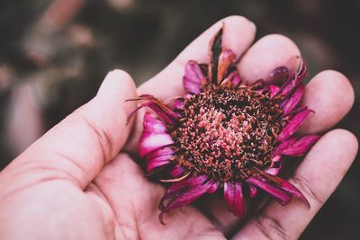 Cropped hand holding flower