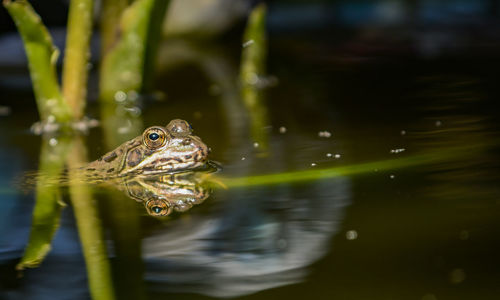 Close-up of frog swimming in lake