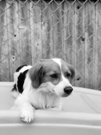 Close-up of a dog looking away