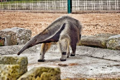 View of an animal in zoo